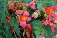 beAdore® Begonia boliviensis Cinta® -- From HilverdaKooij @ Takii Seed Spring Trials 2016: beAdore® Begonia on display with Mooodz™ Echinacea, several lines of Dianthus, Alstromeria and several combination ideas.