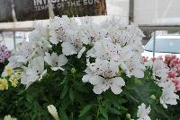 Inticancha® Alstromeria Magic White® -- From HilverdaKooij @ Takii Seed Spring Trials 2016: Inticancha® Alstromeria on display with Mooodz™ Echinacea, several lines of Dianthus, Begonia and several combination ideas.