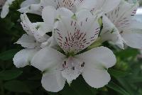 Inticancha® Alstromeria Magic White® -- From HilverdaKooij @ Takii Seed Spring Trials 2016: Inticancha® Alstromeria on display with Mooodz™ Echinacea, several lines of Dianthus, Begonia and several combination ideas.