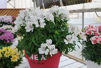 Inticancha® Alstromeria Magic White® -- From HilverdaKooij @ Takii Seed Spring Trials 2016: Inticancha® Alstromeria on display with Mooodz™ Echinacea, several lines of Dianthus, Begonia and several combination ideas.