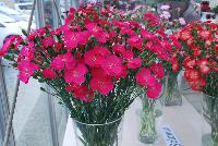  Dianthus Solomio® -- From HilverdaKooij @ Takii Seed Spring Trials 2016: Cut Flower Dianthus.