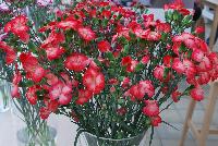  Dianthus  -- From HilverdaKooij @ Takii Seed Spring Trials 2016: Cut Flower Dianthus.