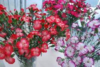  Dianthus  -- From HilverdaKooij @ Takii Seed Spring Trials 2016: Cut Flower Dianthus.