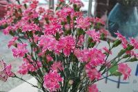  Dianthus Star® -- From HilverdaKooij @ Takii Seed Spring Trials 2016: Cut Flower Dianthus.