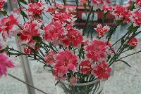  Dianthus Star® -- From HilverdaKooij @ Takii Seed Spring Trials 2016: Cut Flower Dianthus.