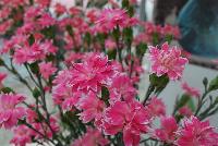  Dianthus Star® -- From HilverdaKooij @ Takii Seed Spring Trials 2016: Cut Flower Dianthus.