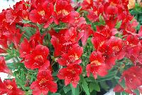 Inticancha® Alstromeria Doba® -- From HilverdaKooij @ Takii Seed Spring Trials 2016: Inticancha® Alstromeria on display with Mooodz™ Echinacea, several lines of Dianthus, Begonia and several combination ideas.