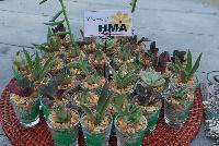   -- Welcome to HMA Plants® @ American Takii, Spring Trials 2016 working in partnership with FloraPlant®, featuring a full compliment of succulents.