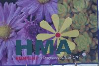   -- Welcome to HMA Plants® @ American Takii, Spring Trials 2016 working in partnership with FloraPlant®, featuring a full compliment of succulents.