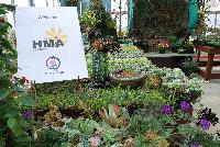   -- Welcome to HMA Plants® @ American Takii, Spring Trials 2016 working in partnership with FloraPlant®, featuring a full compliment of succulents.
