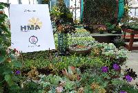   -- Welcome to HMA Plants® @ American Takii, Spring Trials 2016 working in partnership with FloraPlant®, featuring a full compliment of succulents.