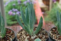  Senecio mandraliscae Blue -- From HMA Plants® @ American Takii, Spring Trials 2016 working in partnership with FloraPlant®, featuring a full compliment of succulents.