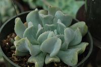  Echevaria runyonii Topsy Turvy -- From HMA Plants® @ American Takii, Spring Trials 2016 working in partnership with FloraPlant®, featuring a full compliment of succulents.