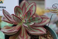  Echevaria nodulosa  -- From HMA Plants® @ American Takii, Spring Trials 2016 working in partnership with FloraPlant®, featuring a full compliment of succulents.