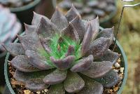  Echevaria Black Prince -- From HMA Plants® @ American Takii, Spring Trials 2016 working in partnership with FloraPlant®, featuring a full compliment of succulents.