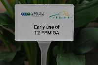  Zantedeschia aethiopica  -- From Golden State Bulb Company, Spring Trials 2016, featuring Callafornia® Callas.  Showing varied trials and controls using varied rates of gibberellic acid to control plant size.