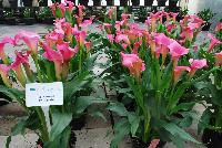  Zantedeschia aethiopica  -- From Golden State Bulb Company, Spring Trials 2016, featuring Callafornia® Callas.  Showing varied trials and controls using varied rates of gibberellic acid to control plant size.