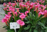  Zantedeschia aethiopica  -- From Golden State Bulb Company, Spring Trials 2016, featuring Callafornia® Callas.  Showing varied trials and controls using varied rates of gibberellic acid to control plant size.