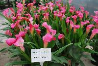  Zantedeschia aethiopica  -- From Golden State Bulb Company, Spring Trials 2016, featuring Callafornia® Callas.  Showing varied trials and controls using varied rates of gibberellic acid to control plant size.