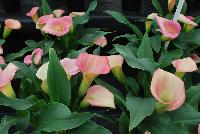 Callafornia Callas® Calla Lily Zantedeschia aethiopica Peach Pizazz -- From Golden State Bulb Company, Spring Trials 2016, featuring Callafornia® Callas.  Available Week 48.  Small to medium plant habit, with an 11-week production time.  Use in pots.