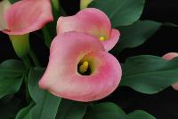 Callafornia Callas® Calla Lily Zantedeschia aethiopica Peach Pizazz -- From Golden State Bulb Company, Spring Trials 2016, featuring Callafornia® Callas.  Available Week 48.  Small to medium plant habit, with an 11-week production time.  Use in pots.