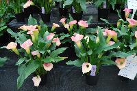 Callafornia Callas® Calla Lily Zantedeschia aethiopica Peach Pizazz -- From Golden State Bulb Company, Spring Trials 2016, featuring Callafornia® Callas.  Available Week 48.  Small to medium plant habit, with an 11-week production time.  Use in pots.