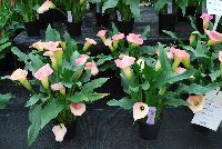 Callafornia Callas® Calla Lily Zantedeschia aethiopica Peach Pizazz -- From Golden State Bulb Company, Spring Trials 2016, featuring Callafornia® Callas.  Available Week 48.  Small to medium plant habit, with an 11-week production time.  Use in pots.