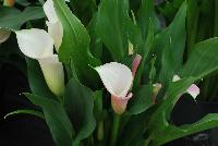 Callafornia Callas® Calla Lily Zantedeschia aethiopica Strawberry Blush -- From Golden State Bulb Company, Spring Trials 2016, featuring Callafornia® Callas.  Available Week 42.  Large plant habit, with a 10 to 11-week production time.  Use as a cut flower.