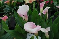 Callafornia Callas® Calla Lily Zantedeschia aethiopica Strawberry Blush -- From Golden State Bulb Company, Spring Trials 2016, featuring Callafornia® Callas.  Available Week 42.  Large plant habit, with a 10 to 11-week production time.  Use as a cut flower.