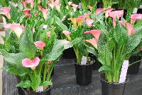 Callafornia Callas® Calla Lily Zantedeschia aethiopica Peppermint Twist -- From Golden State Bulb Company, Spring Trials 2016, featuring Callafornia® Callas.  Available Week 48.  Medium to Large plant habit, with a 11 to 12-week production time.  Use in pots or as a cut flower.