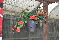 AmeriHybrid® Begonia tuberhybrida F1  -- From Golden State Bulb Company, Spring Trials 2016, featuring AmeriHybrid® Tuberous Begonias, great for hanging baskets.