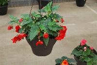 AmeriHybrid® Begonia tuberhybrida F1  -- From Golden State Bulb Company, Spring Trials 2016, featuring AmeriHybrid® Tuberous Begonias, great for hanging baskets.
