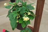 AmeriHybrid® Begonia tuberhybrida F1  -- From Golden State Bulb Company, Spring Trials 2016, featuring AmeriHybrid® Tuberous Begonias, great for hanging baskets.