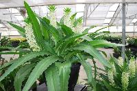 Aloha Lily® Eucomis White -- From Golden State Bulb Company, Spring Trials 2016, featuring Aloha Lily® Eucomis.  A pollinator friendly,  fragrant series of three dwarf eucomis. Low input, pest and disease free, exotic coconut-scented blooms with long shelf life. ideal for single-bulb small containers or in larger containers with multiple bulbs. Three colors.