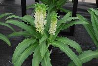 Aloha Lily® Eucomis White -- From Golden State Bulb Company, Spring Trials 2016, featuring Aloha Lily® Eucomis.  A pollinator friendly,  fragrant series of three dwarf eucomis. Low input, pest and disease free, exotic coconut-scented blooms with long shelf life. ideal for single-bulb small containers or in larger containers with multiple bulbs. Three colors.