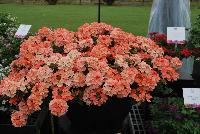 Superbena® Royale Verbena Peachy Keen Improved -- At Proven Winners® Spring Trials 2016, an Improved variety with better vigor and much greater resistance to powdery mildew.  Peach blossoms all season long.  Heat and drought tolerant.  Compact habit in Grande™ containers; becomes a vigorous, spreading plant for consumers.  Grow in a 4.25 Grande™ containers, monoculture or in a combination with other medium vigor varieties. Height: 6-12 inches.  Spread: 18-24 inches.  Full Sun.  Vigor 3.  'RIKAV36504'.  USPPAF.  CanPBRAF