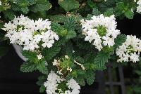 Superbena® Royale Verbena Whitecap -- At Proven Winners® Spring Trials 2016, a pure white variety with excellent vigor and resistance to powdery mildew.  White blossoms all season long.  Heat and drought tolerant.  Compact habit in Grande™ containers; becomes a vigorous, spreading plant for consumers.  Grow in a 4.25 Grande™ containers, monoculture or in a combination with other medium vigor varieties. Height: 6-12 inches.  Spread: 18-24 inches.  Full Sun.  Vigor 3.  'RIKAV36504'.  USPPAF.  CanPBRAF