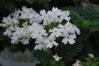 Superbena® Royale Verbena Whitecap -- At Proven Winners® Spring Trials 2016, a pure white variety with excellent vigor and resistance to powdery mildew.  White blossoms all season long.  Heat and drought tolerant.  Compact habit in Grande™ containers; becomes a vigorous, spreading plant for consumers.  Grow in a 4.25 Grande™ containers, monoculture or in a combination with other medium vigor varieties. Height: 6-12 inches.  Spread: 18-24 inches.  Full Sun.  Vigor 3.  'RIKAV36504'.  USPPAF.  CanPBRAF