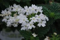 Superbena® Royale Verbena Whitecap -- At Proven Winners® Spring Trials 2016, a pure white variety with excellent vigor and resistance to powdery mildew.  White blossoms all season long.  Heat and drought tolerant.  Compact habit in Grande™ containers; becomes a vigorous, spreading plant for consumers.  Grow in a 4.25 Grande™ containers, monoculture or in a combination with other medium vigor varieties. Height: 6-12 inches.  Spread: 18-24 inches.  Full Sun.  Vigor 3.  'RIKAV36504'.  USPPAF.  CanPBRAF