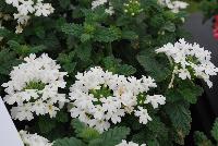 Superbena® Royale Verbena Whitecap -- At Proven Winners® Spring Trials 2016, a pure white variety with excellent vigor and resistance to powdery mildew.  White blossoms all season long.  Heat and drought tolerant.  Compact habit in Grande™ containers; becomes a vigorous, spreading plant for consumers.  Grow in a 4.25 Grande™ containers, monoculture or in a combination with other medium vigor varieties. Height: 6-12 inches.  Spread: 18-24 inches.  Full Sun.  Vigor 3.  'RIKAV36504'.  USPPAF.  CanPBRAF