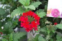 Superbena® Royale Verbena Red -- At Proven Winners® Spring Trials 2016, a true red variety with excellent vigor and resistance to powdery mildew.  Red blossoms all season long.  Heat and drought tolerant.  Compact habit in Grande™ containers; becomes a vigorous, spreading plant for consumers.  Grow in a 4.25 Grande™ containers, monoculture or in a combination with other medium vigor varieties. Height: 6-12 inches.  Spread: 18-24 Inches.  Full Sun.  Vigor 3.  'RIKAV36504'.  USPPAF.  CanPBRAF