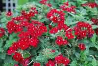Superbena® Royale Verbena Romance -- At Proven Winners® Spring Trials 2016, a  variety with excellent vigor and resistance to powdery mildew.  Deep merlot red blossoms all season long.  Heat and drought tolerant.  Compact habit in Grande™ containers; becomes a vigorous, spreading plant for consumers.  Grow in a 4.25 Grande™ containers, monoculture or in a combination with other medium vigor varieties. Height: 6-12 inches.  Spread: 18-24 Inches.  Full Sun.  Vigor 3.  'RIKAV36504'.  USPPAF.  CanPBRAF