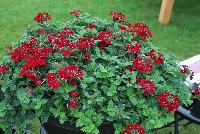 Superbena® Royale Verbena Romance -- At Proven Winners® Spring Trials 2016, a  variety with excellent vigor and resistance to powdery mildew.  Deep merlot red blossoms all season long.  Heat and drought tolerant.  Compact habit in Grande™ containers; becomes a vigorous, spreading plant for consumers.  Grow in a 4.25 Grande™ containers, monoculture or in a combination with other medium vigor varieties. Height: 6-12 inches.  Spread: 18-24 Inches.  Full Sun.  Vigor 3.  'RIKAV36504'.  USPPAF.  CanPBRAF