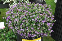 Snowstorm® Sutera Blue Improved -- From Proven Winners® Spring Trials 2016, a  variety with greatly improved heat tolerance, blooms better through the heat of the summer.  Greater flower coverage, masses of blue flowers on mounding plants.  Grow in a 4.25 Grande™ containers, monoculture or in a combination with other medium vigor varieties. Height: 4-8 inches.  Spread: 12-24 Inches.  Full Sun to Part Shade.  Vigor 2.  'G13340'.  USPPAF.  CanPBRAF