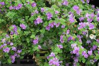 Snowstorm® Sutera Blue Bubbles® -- From Proven Winners® Spring Trials 2016, a  variety with greatly improved heat tolerance, blooms better through the heat of the summer.  Greater flower coverage, masses of light blue-violet flowers on mounding plants.  Grow in a 4.25 Grande™ containers, monoculture or in a combination with other medium vigor varieties. Height: 4-8 inches.  Spread: 12-24 Inches.  Full Sun to Part Shade.  Vigor 2.