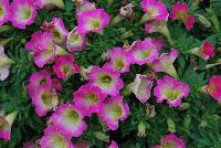 Supertunia® Petunia Daybreak Charm -- From Proven Winners® Spring Trials 2016, a  novelty variety with brilliant pink blossoms with a delicate yellow center.  Mounding, dense habit with prolific flowering that will overflow the container over time.