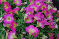 Supertunia® Petunia Daybreak Charm -- From Proven Winners® Spring Trials 2016, a  novelty variety with brilliant pink blossoms with a delicate yellow center.  Mounding, dense habit with prolific flowering that will overflow the container over time.