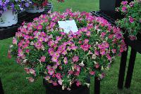 Supertunia® Petunia Daybreak Charm -- From Proven Winners® Spring Trials 2016, a  novelty variety with brilliant pink blossoms with a delicate yellow center.  Mounding, dense habit with prolific flowering that will overflow the container over time.