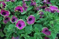 Supertunia® Petunia Pretty Much Picasso® -- From Proven Winners® Spring Trials 2016, a Supertunia® variety with burgundy-violet flowers with a lime-green edge.  Mounding, dense habit with prolific flowering that will overflow the container over time.