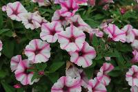 Supertunia® Petunia Pink Star Charm -- From Proven Winners® Spring Trials 2016, a Supertunia® variety with white flowers that have five-lined dark-pink star emanating from the center.  .  Mounding, dense habit with prolific flowering that will overflow the container over time.